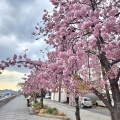 曇り空に映える鮮やかなピンク海沿いの河津桜に癒やされたよ
