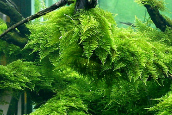 ウィローモス ウィローモスを大繁殖させる方法 ｗｗｗ アクアリウム速報