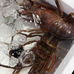 鮮魚・卸売・仕出し 丸庄