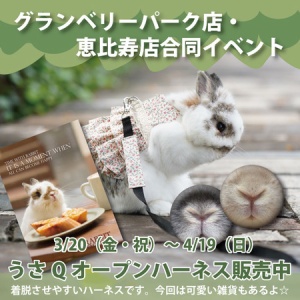 ☆プロケージ80☆ : うさぎブログ うさぎのしっぽ公式ブログ「日々