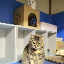 パパンの友達大作戦🐺