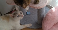 実物のﾈｺﾁｬﾝたちセカンド334