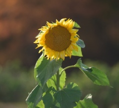 いつものところを撮ってみる(国営讃岐まんのう公園・2025年11月某日) その3