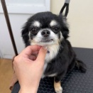 トリミングブログ