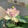 武生の引接寺「蓮の花」　福井県越前市京町