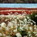 斐伊川の中州の草の紅葉