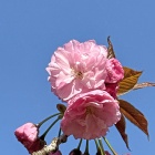 おこげもやみつき♪旬のホタルイカの炊き込みごはん♪お花見