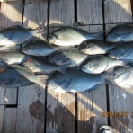 中本渡船　釣果情報