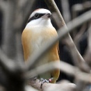9月27日の野鳥観察　豊橋市内