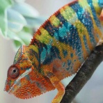 COLORS