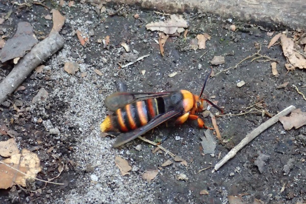 Insect trails - ホソコバネカミキリ類