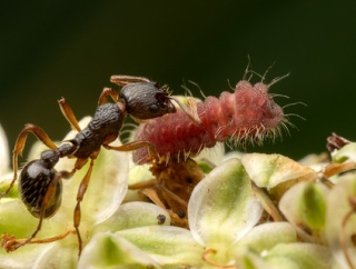 ゴマシジミの羽化を撮影する！