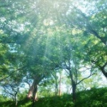お前ら山を相続したら何する？
