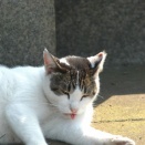 １０．ＩＦ関数を組み合わせて複雑条件をクリアする。（その２）（エクセル編７）　：　『福祉データ処理演習』　（２０２５年１１月１７日）