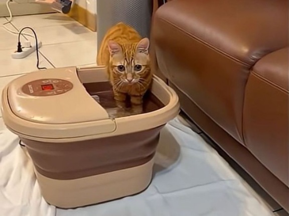 目を離したすきに…猫がフットバスを楽しんでいた（動画）