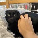 『みこしくん、人馴れ進んでます🐈‍⬛』の画像