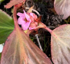 岩牡丹開花　【ヒマラヤ雪の下】南坊園一宮市