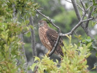 2025年10月22日の野鳥公園