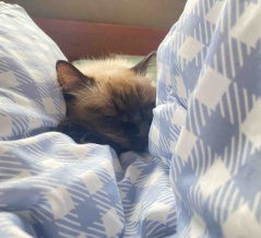 猫の治療中の様子に注意が必要な事