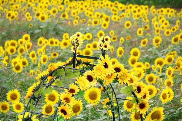 旅人かおるの写真blog ひまわり 旅人かおるの写真blog ひまわり