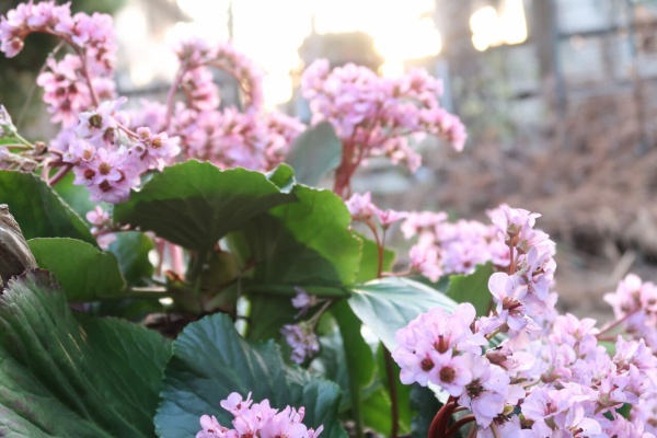 ピノ子の庭 宿根草