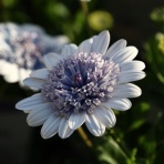 モナガーデン_中西園芸のblog