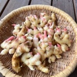 『プランター菜園の収穫まつりだー』の画像