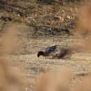 ヒドリガモ、ムクドリ、ツグミ