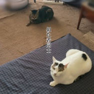 麻婆豆腐の素アレンジが旨すぎた。と、ブルー花びらのハート作りました。