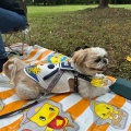 愛犬と一緒に舎人公園でピクニック。*\(^o^)/*