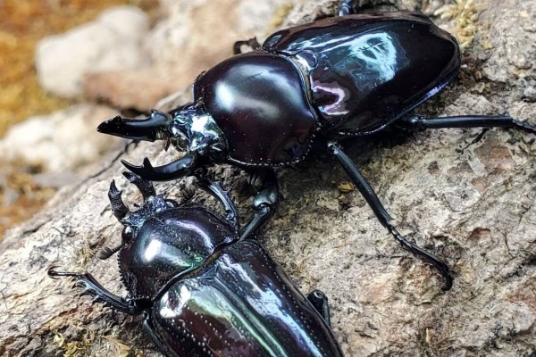 カブト クワガタ奮闘記