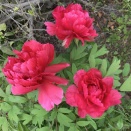 春のパンまつりのお皿とトマトソースパスタ　麦の穂　紅ぼたん