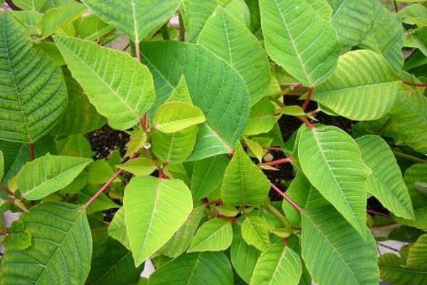 花の日記 ポインセチア