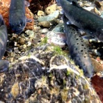 神流川－南甘漁業協同組合－事務局のブログ