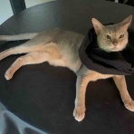 銃🐈‍⬛猫たちと家族の記録