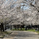 桜　長瀬川 2026