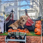 ＤＯＧ☆ＨＯＵＳＥ