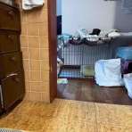 ふー と 菜種 の夢日記