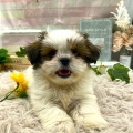 新人わんこ🐾