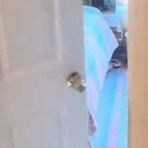 猫の動画 ねこわん！