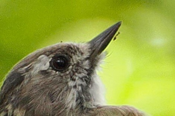 東京港野鳥公園 レンジャーブログ - 2024年08月