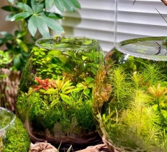 SONO水草パック販売速報＆ボトルアクア教室のお知らせ(2025年8/29～：Terrariums 仙台店 様