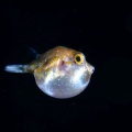 5月21日 刺激的な水中生物