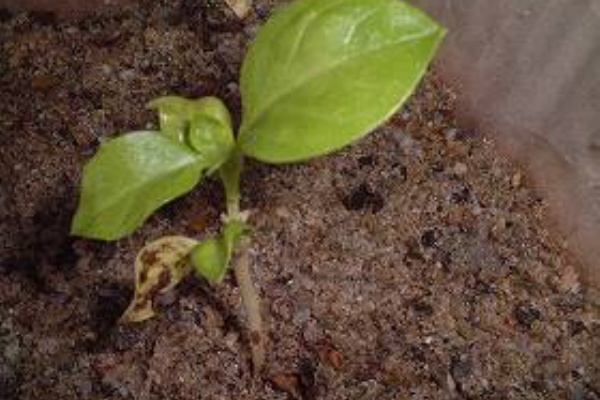 葉の先端が枯れて バジル水栽培