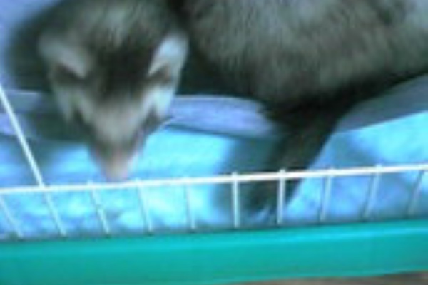 にょろっ娘 イタチ通信