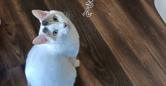 記憶を残したまま戻りたい。と、サーモンピンクの蝶々つくりました。