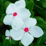 『老いの覚悟と生き方Ⅱ(5650回記念)(35)「80歳の壁・実践編(4)」』の画像