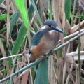 久しぶりにカワセミが来ました🐦‍⬛📸（多々良沼公園）