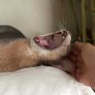 朝一番の猫たち