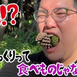 『松ぼっくりって食べられるの？』の画像